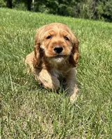 Austin, a male Cocker Spaniel for sale in Morgantown, PA – 3 of 4