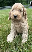 Vivi, a female Cockapoo for sale in Morgantown, PA – 2 of 5