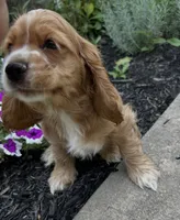 Andrew, a male Cocker Spaniel for sale in Morgantown, PA – 4 of 4