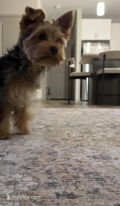 Charlie  – Yorkshire Terrier puppy for sale in Longmont, CO