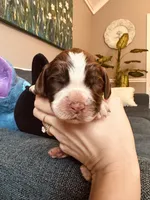 Hopper, a male English Springer Spaniel for sale in Macon, GA – Photo 1 of 6