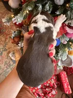 Hopper, a male English Springer Spaniel for sale in Macon, GA – Photo 4 of 6