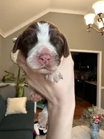 Hopper, a male English Springer Spaniel for sale in Macon, GA – Photo 3 of 6