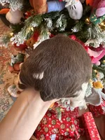 Hopper, a male English Springer Spaniel for sale in Macon, GA – Photo 5 of 6