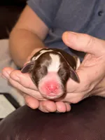 Hopper, a male English Springer Spaniel for sale in Macon, GA – Photo 2 of 6