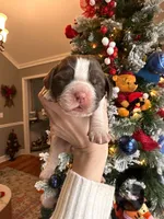 Eleven (Ele), a female English Springer Spaniel for sale in Macon, GA – Photo 5 of 10