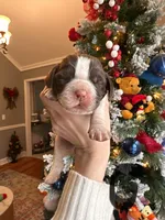 Eleven (Ele), a female English Springer Spaniel for sale in Macon, GA – Photo 1 of 10