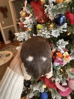 Eleven (Ele), a female English Springer Spaniel for sale in Macon, GA – Photo 6 of 10