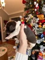 Eleven (Ele), a female English Springer Spaniel for sale in Macon, GA – Photo 2 of 10