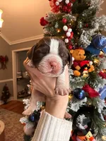 Eleven (Ele), a female English Springer Spaniel for sale in Macon, GA – Photo 3 of 10