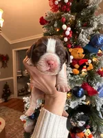 Eleven (Ele), a female English Springer Spaniel for sale in Macon, GA – Photo 4 of 10