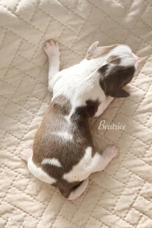 Beatrice Mary Victoria