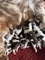 Elizabeth Woodville, a female English Springer Spaniel for sale in Macon, GA – Photo 4 of 4