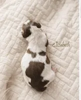 Elizabeth Woodville, a female English Springer Spaniel for sale in Macon, GA – Photo 2 of 4