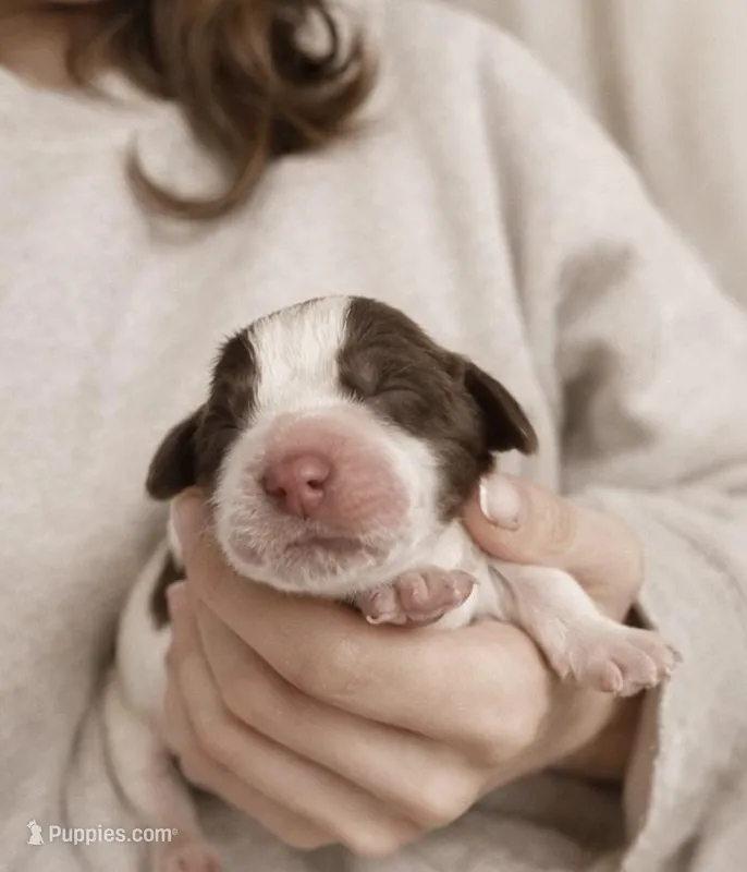 Elizabeth Woodville, a female English Springer Spaniel for sale in Macon, GA – Photo 1 of 4