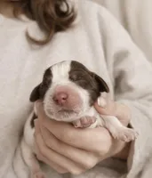 Elizabeth Woodville, a female English Springer Spaniel for sale in Macon, GA – Photo 1 of 4