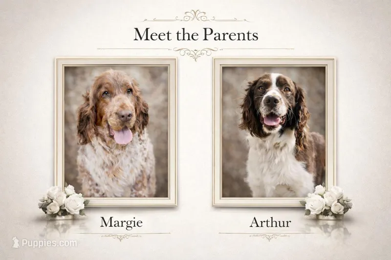 Elizabeth Woodville, a female English Springer Spaniel for sale in Macon, GA – Photo 1 of 1