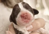 Margherita of Savoy, a female English Springer Spaniel for sale in Macon, GA – Photo 1 of 4
