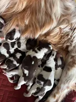 Margherita of Savoy, a female English Springer Spaniel for sale in Macon, GA – Photo 4 of 4