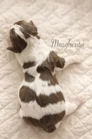 Margherita of Savoy, a female English Springer Spaniel for sale in Macon, GA – Photo 2 of 4