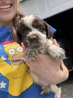 Marcus , a male English Springer Spaniel for sale in Macon, GA – Photo 3 of 3