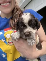 Marcus , a male English Springer Spaniel for sale in Macon, GA – Photo 2 of 3