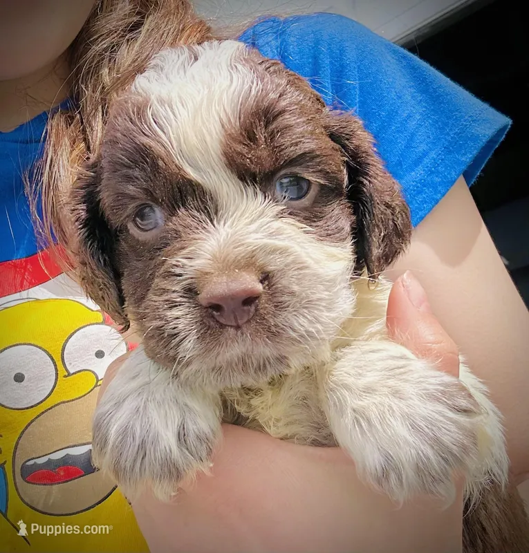 Marcus  – English Springer Spaniel puppy for sale in Macon, GA