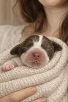 Elena of Montenegro, a female English Springer Spaniel for sale in Macon, GA – Photo 1 of 4