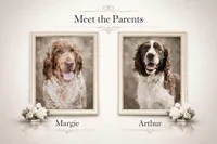 Elena of Montenegro, a female English Springer Spaniel for sale in Macon, GA – Photo 3 of 4