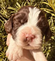 Billy, a male English Springer Spaniel for sale in Macon, GA – Photo 1 of 6