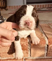 Billy, a male English Springer Spaniel for sale in Macon, GA – Photo 5 of 6