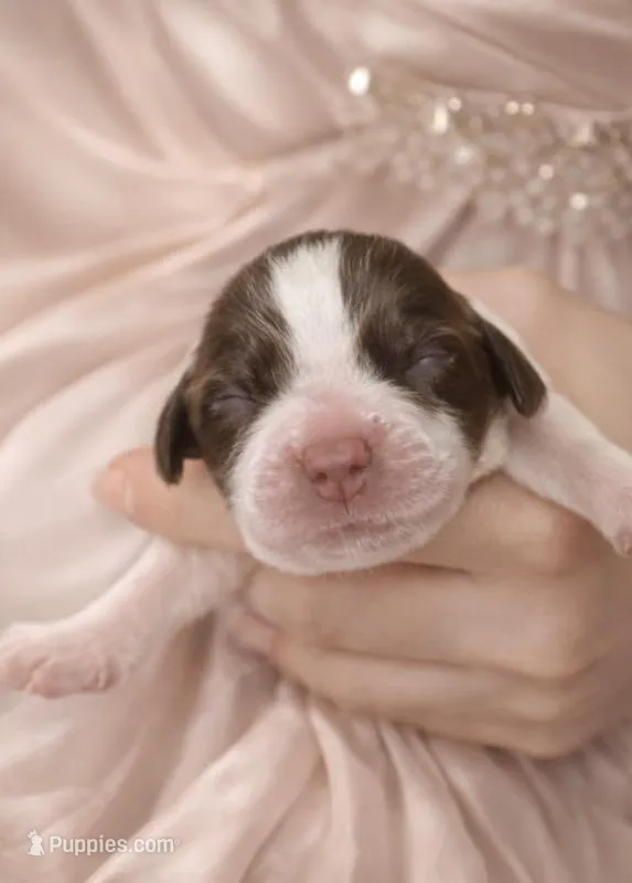 Caroline Marie Charlotte