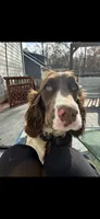 Daisy, a female English Springer Spaniel for sale in Macon, GA – Photo 2 of 4