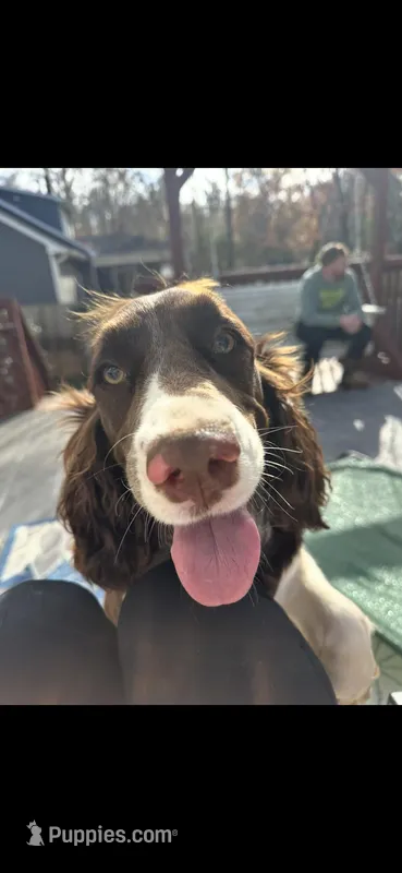 Daisy – English Springer Spaniel puppy for sale in Macon, GA