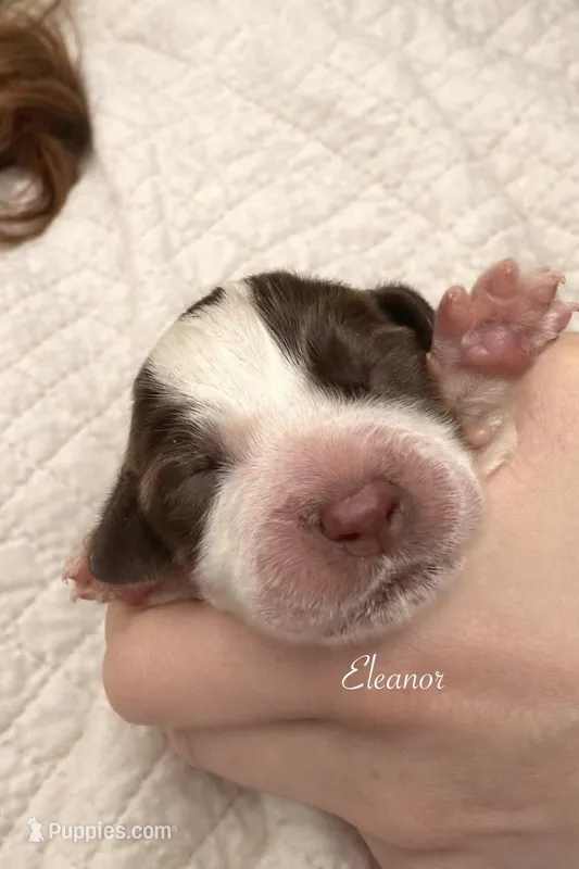 Eleanor of Aquitaine