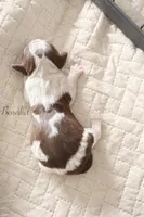 Benedict Lawrence , a female English Springer Spaniel for sale in Macon, GA – Photo 1 of 3