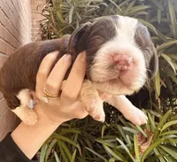 Arthur III, a male English Springer Spaniel for sale in Macon, GA – Photo 1 of 7