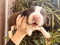 Arthur III, a male English Springer Spaniel for sale in Macon, GA – Photo 3 of 7