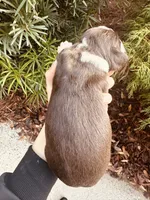 Arthur III, a male English Springer Spaniel for sale in Macon, GA – Photo 2 of 7