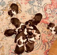 Arthur III, a male English Springer Spaniel for sale in Macon, GA – Photo 4 of 7