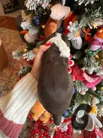 Nancy, a female English Springer Spaniel for sale in Macon, GA – Photo 2 of 4