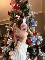 Nancy, a female English Springer Spaniel for sale in Macon, GA – Photo 3 of 4