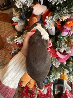 Nancy, a female English Springer Spaniel for sale in Macon, GA – Photo 4 of 4