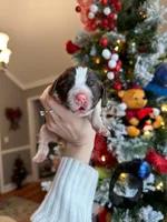 Nancy, a female English Springer Spaniel for sale in Macon, GA – Photo 1 of 4