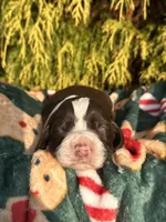 Nanny II, a female English Springer Spaniel for sale in Macon, GA – Photo 8 of 8