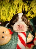 Nanny II, a female English Springer Spaniel for sale in Macon, GA – Photo 1 of 8