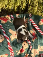 Nanny II, a female English Springer Spaniel for sale in Macon, GA – Photo 3 of 8