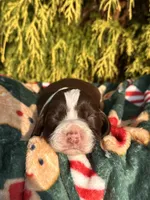 Nanny II, a female English Springer Spaniel for sale in Macon, GA – Photo 2 of 8