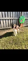 Nanny II, a female English Springer Spaniel for sale in Macon, GA – Photo 6 of 8
