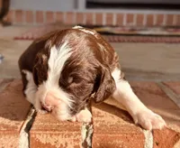 Bell, a female English Springer Spaniel for sale in Macon, GA – Photo 6 of 10